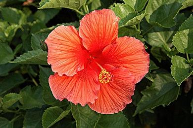 《超级机器人大战Y》新宣传片 宣布8月28日发售